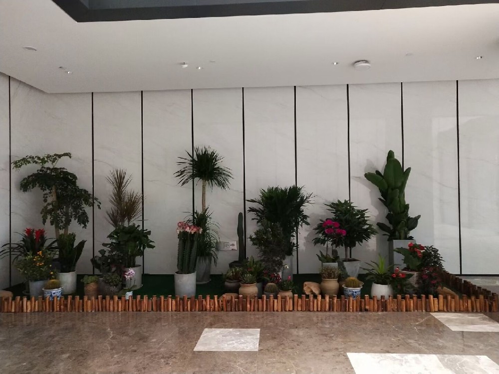 辦公室綠植租賃費用到底高不高？常見綠植的種類有哪些？