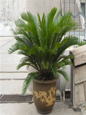 鐵樹(shù)-寧波植物租賃