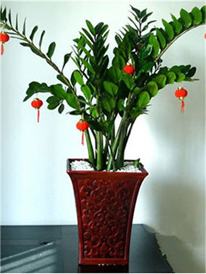 金錢(qián)樹(shù)-寧波綠植出租